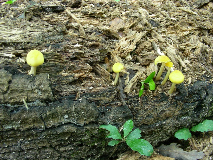 1086 Luglio vecchio ritrovamento